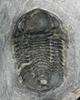 Bargain Gerastos Trilobite Fossil #27931-3